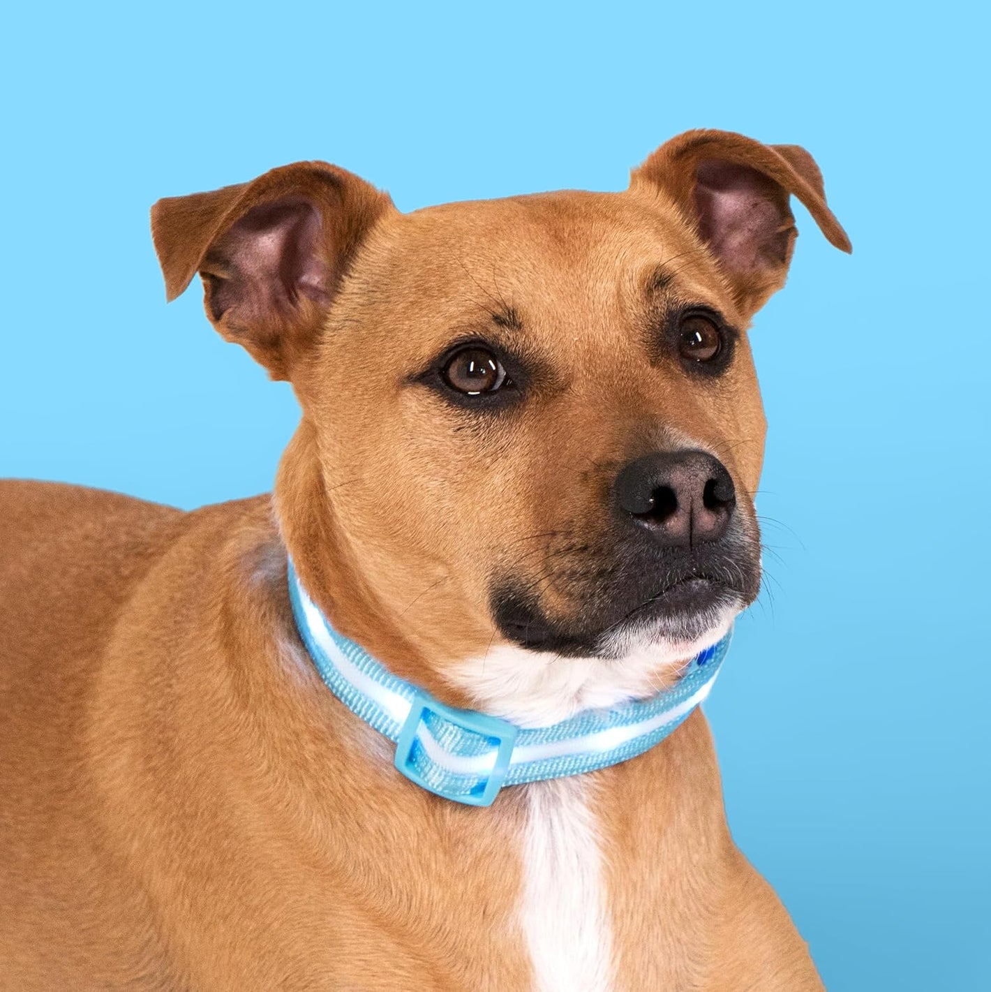 Blazin’ LED Dog Collar – USB Rechargeable, Waterproof & Ultra-Bright (1,000 ft Visibility)